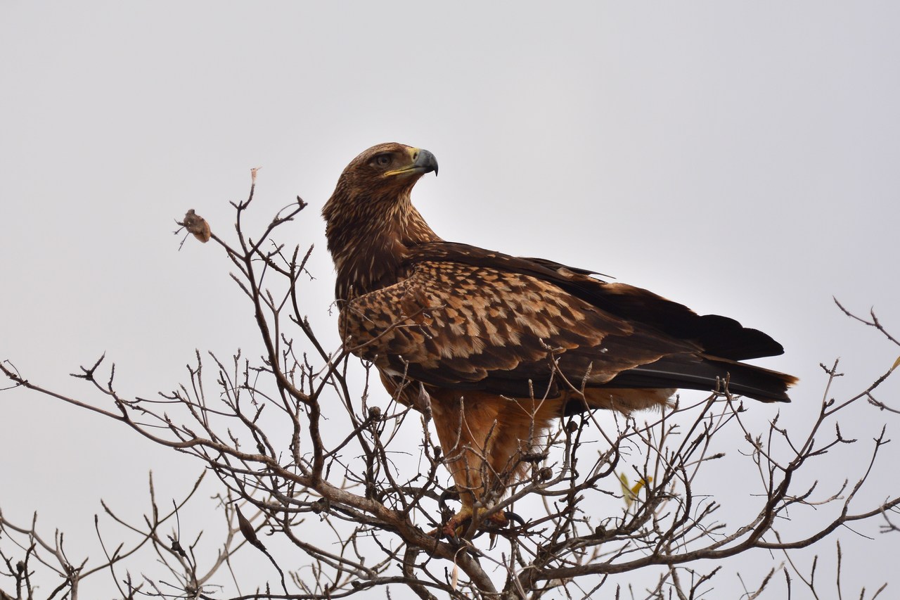 Aquila rapax rapax